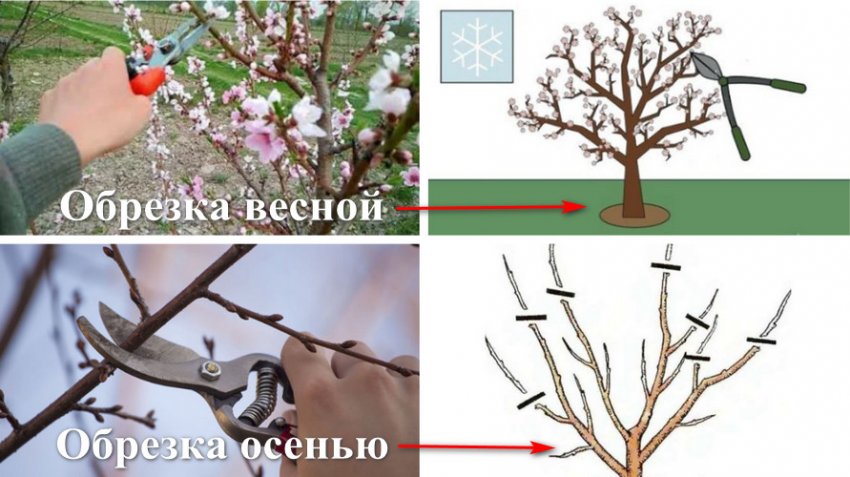 Обрізка восени і навесні