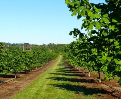 Вирощування фундука, як бізнес
