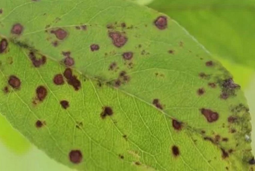 Парша на листі дерева