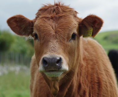 Амурський худобу ризикує залишитися без корму
