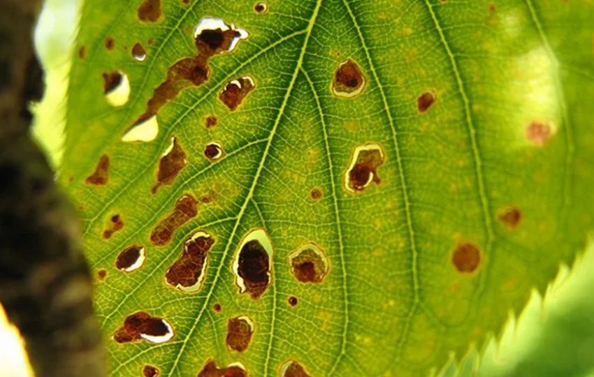 Клястероспоріоз мигдалю