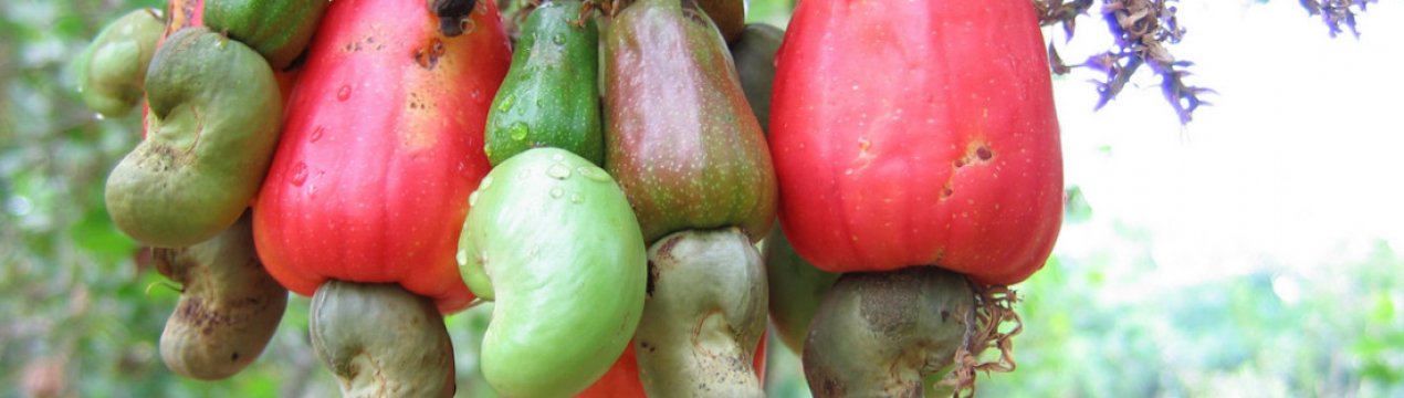 Властивості горіхового дерева кешью