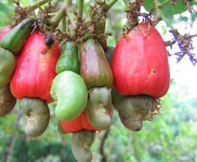 Властивості горіхового дерева кешью