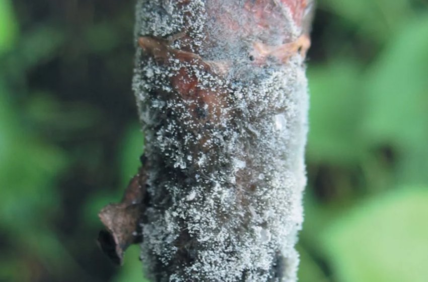 Сіра гниль мигдалю