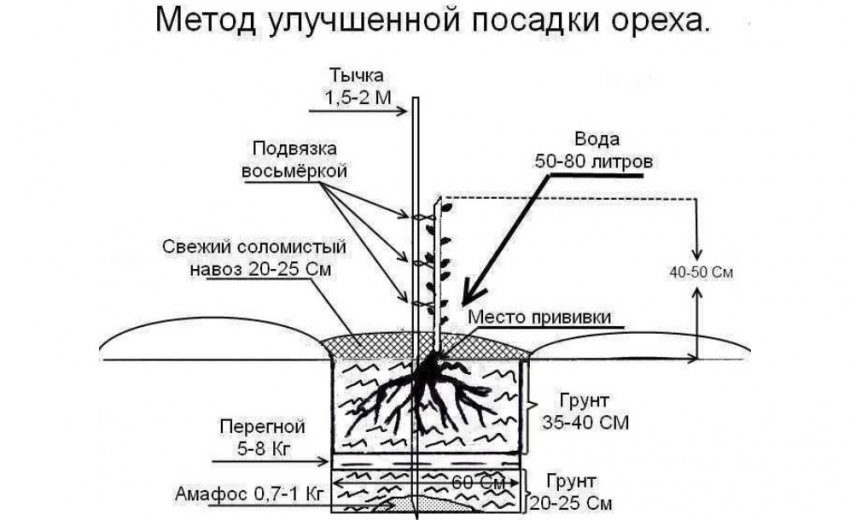 какую почву любит маньчжурский орех. 115357.pwzyt0.850. какую почву любит маньчжурский орех фото. какую почву любит маньчжурский орех-115357.pwzyt0.850. картинка какую почву любит маньчжурский орех. картинка 115357.pwzyt0.850. Многие садоводы мечтали бы вырастить грецкий орех, но в большинстве наших регионов это невозможно. Но есть и другие орехи, например, маньчжурский орех – дерево, во всех отношениях замечательное. Оно со страшной скоростью растет, хорошо выглядит, не болеет, отпугивает комаров, не боится морозов и дает хотя и толстостенные – не разобьешь, но вкусные орехи. Если участок небольшой, дерево можно посадить где-нибудь в углу, поближе к дороге, тогда оно будет притенять часть улицы, и соседи скажут вам «спасибо».