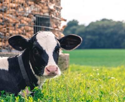 На полтавській фермі відкрився сучасний доїльний зал на 32 корови