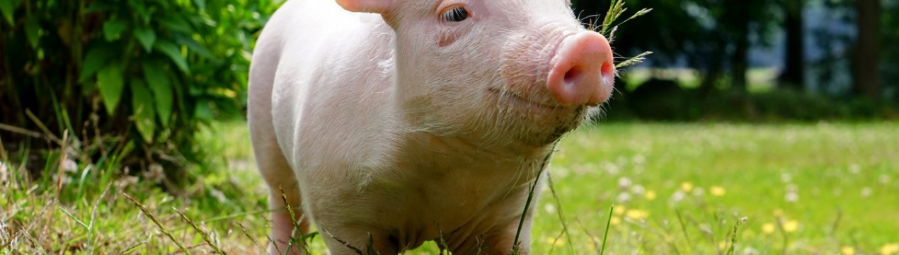 АЧС захоплює все більше приамурских земель