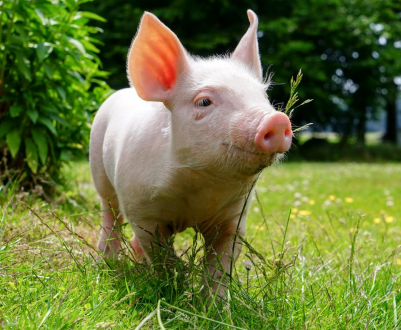АЧС захоплює все більше приамурских земель
