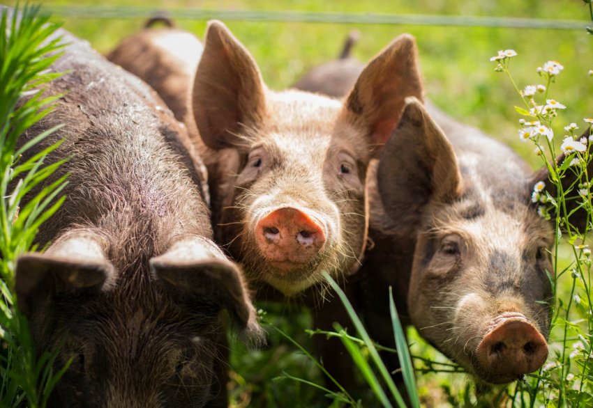 АЧС захоплює все більше приамурских земель АЧС захоплює все більше приамурских земель