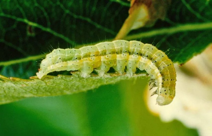 Гусені на листках мигдалю