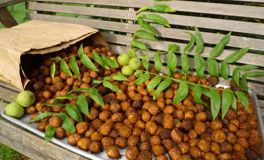 какую почву любит маньчжурский орех. . какую почву любит маньчжурский орех фото. какую почву любит маньчжурский орех-. картинка какую почву любит маньчжурский орех. картинка . Многие садоводы мечтали бы вырастить грецкий орех, но в большинстве наших регионов это невозможно. Но есть и другие орехи, например, маньчжурский орех – дерево, во всех отношениях замечательное. Оно со страшной скоростью растет, хорошо выглядит, не болеет, отпугивает комаров, не боится морозов и дает хотя и толстостенные – не разобьешь, но вкусные орехи. Если участок небольшой, дерево можно посадить где-нибудь в углу, поближе к дороге, тогда оно будет притенять часть улицы, и соседи скажут вам «спасибо».