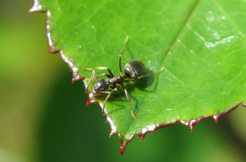 Мурахи на листя мигдалю