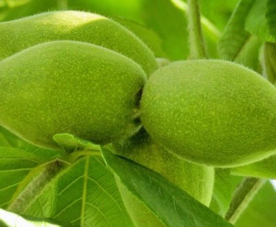 Тонкощі вирощування маньчжурського горіха