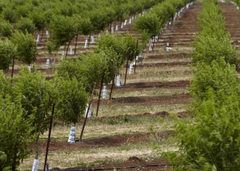 Як і де правильно посадити мигдаль в домашніх умовах