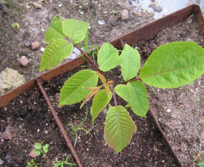 Посадка маньчжурського горіха