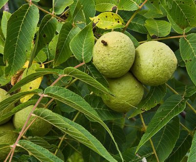 Користь і шкода чорного горіха