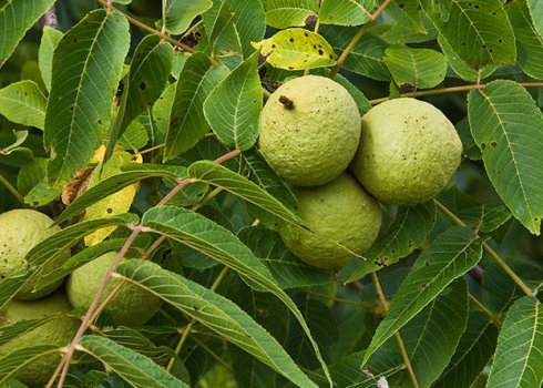 Користь і шкода чорного горіха