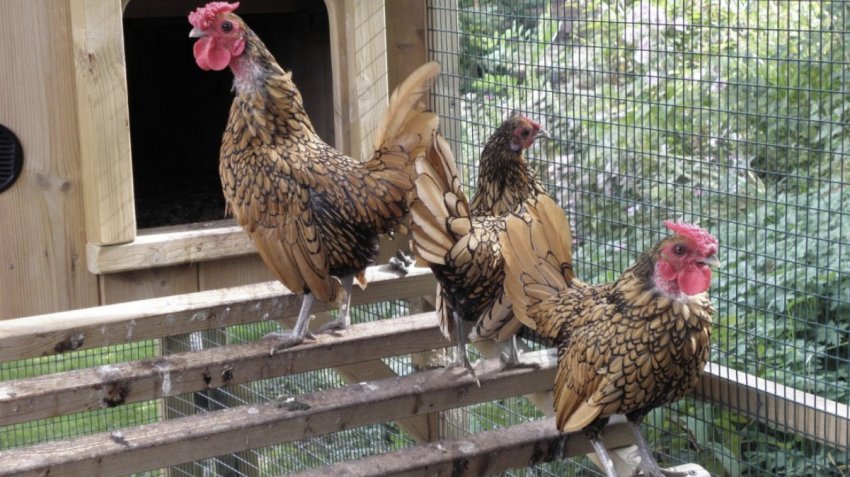 Кури Сібрайт