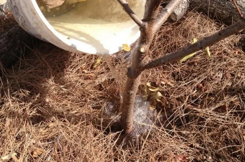 Правила посадки миндального дерева в открытый грунт