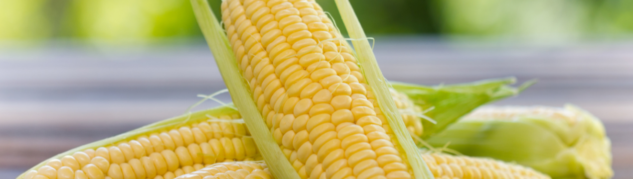 Кукурудзяний метелик призводить до поширення хвороб кукурудзи в Україні