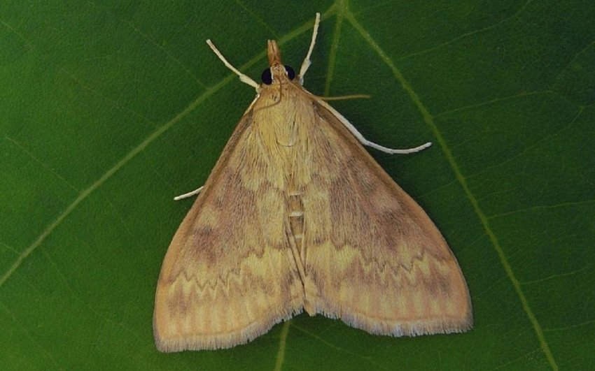 Кукурудзяний метелик призводить до поширення хвороб кукурудзи в Україні