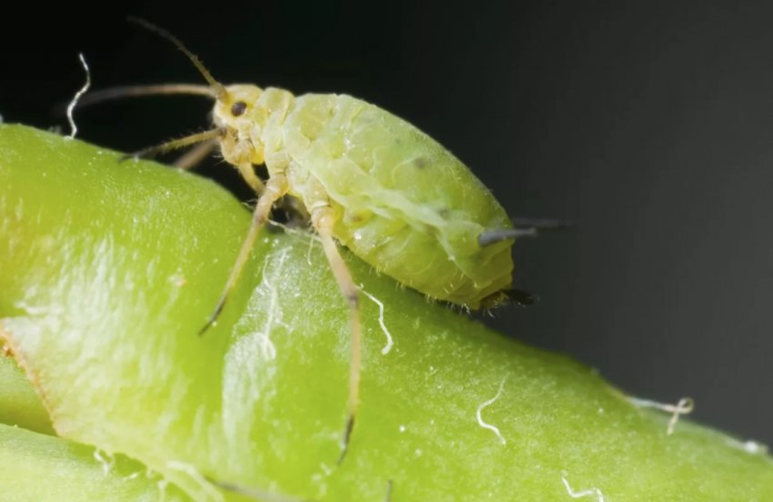 Попелиця на мигдалі