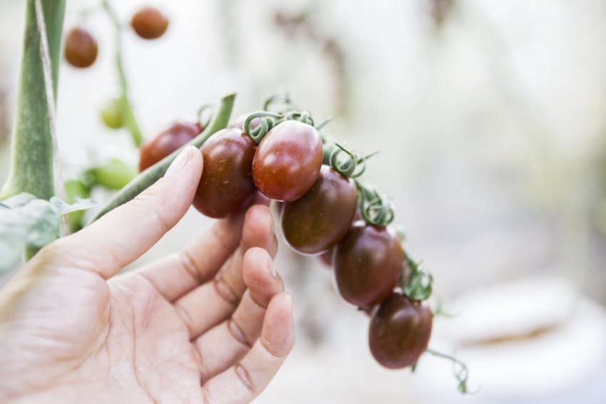 Вирощування томата Чорний мавр