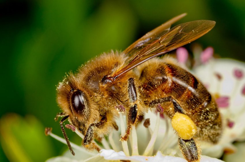 Виробництво меду в Харківській області скоротилося на 50 відсотків Виробництво меду в Харківській області скоротилося на 50 відсотків