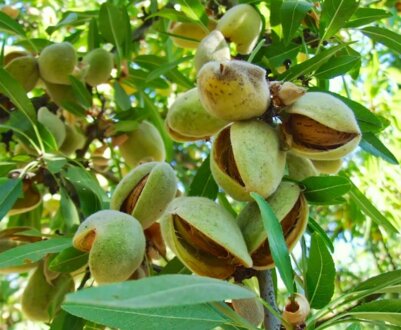 Догляд та вирощування мигдалю в домашніх умовах