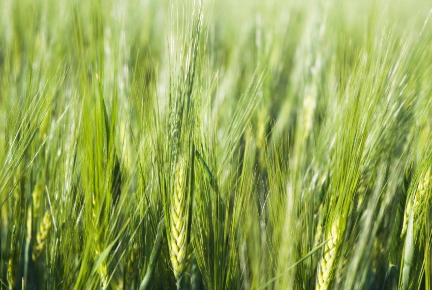 Росія дочекалася врожаю першокласної пшениці Росія дочекалася врожаю першокласної пшениці