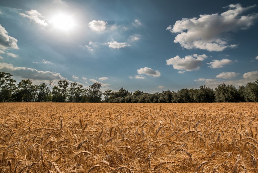 Росія дочекалася врожаю першокласної пшениці Росія дочекалася врожаю першокласної пшениці