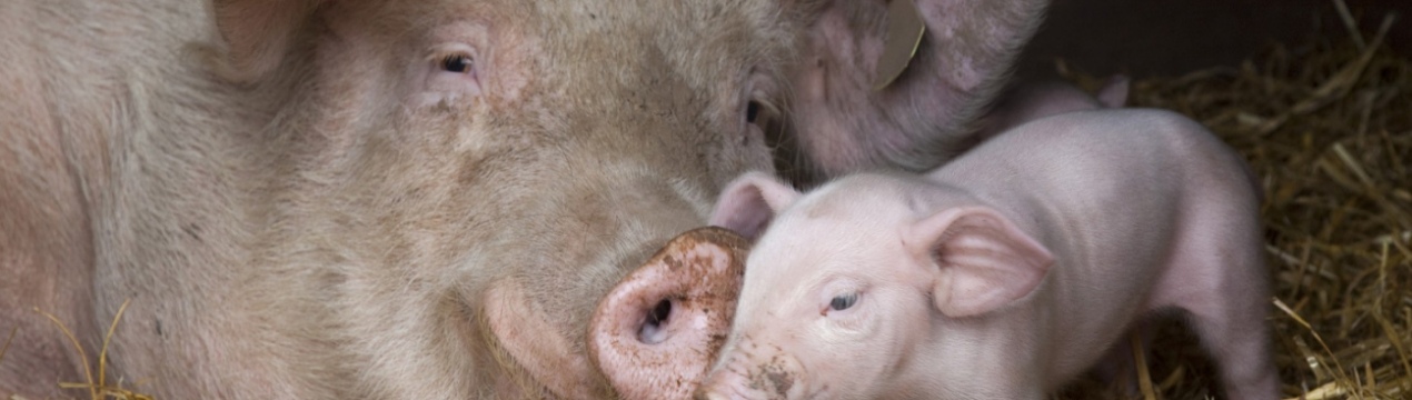 Дві з половиною тисячі свиноматок влаштуються в Саратовській області