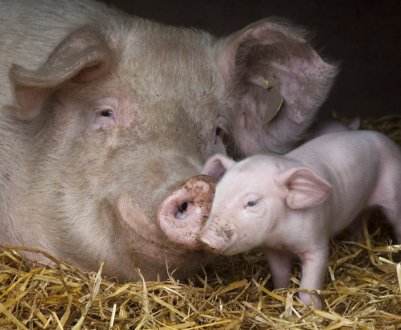 Дві з половиною тисячі свиноматок влаштуються в Саратовській області