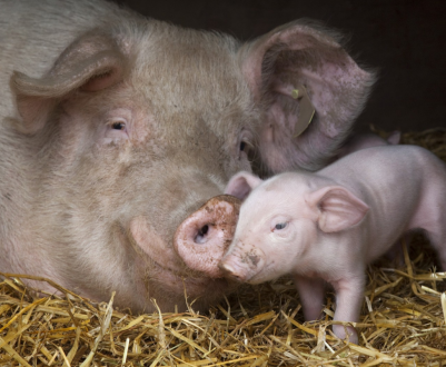 Дві з половиною тисячі свиноматок влаштуються в Саратовській області