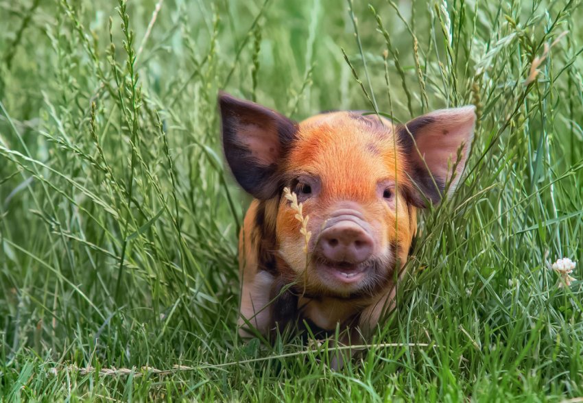 Дві з половиною тисячі свиноматок влаштуються в Саратовській області