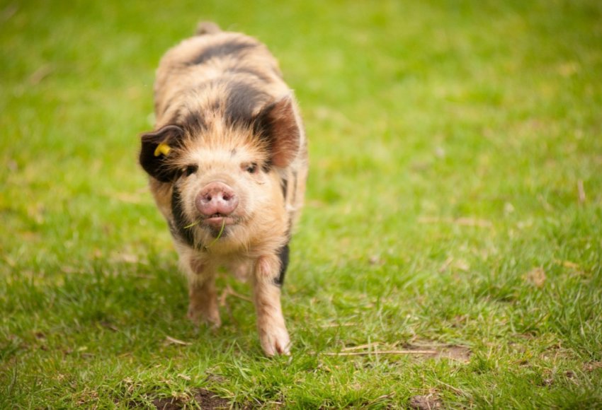 Дві з половиною тисячі свиноматок влаштуються в Саратовській області
