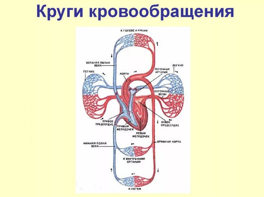 Кола кровообігу
