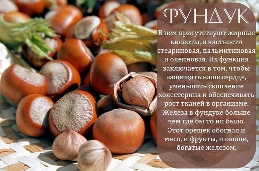 Корисні властивості фундука Корисні властивості фундука