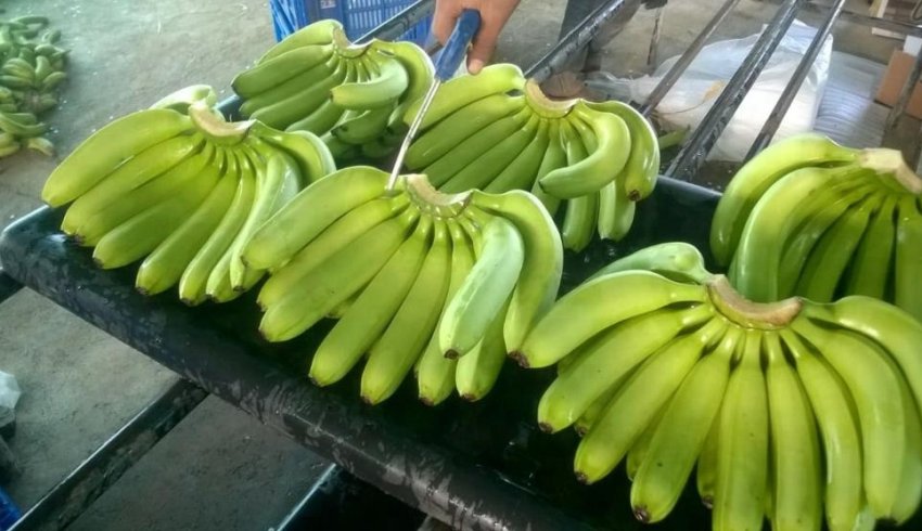 Небезпечний грибок може стерти банани з лиця землі