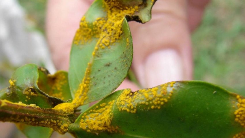 Іржа на листках мигдалю