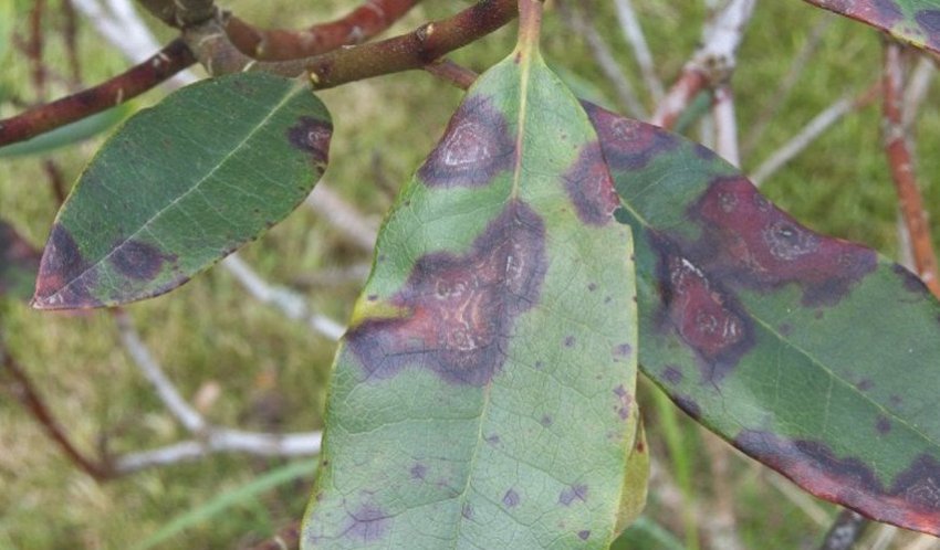Церкоспороз листя мигдалю