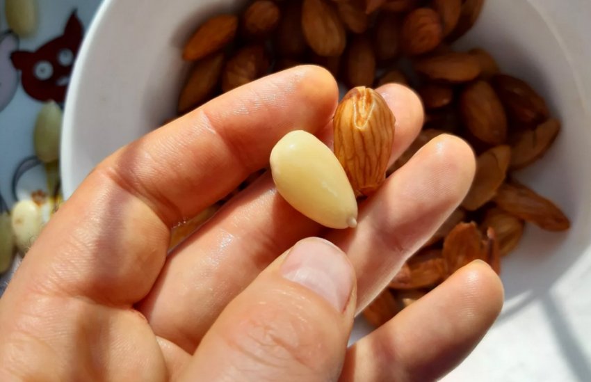 Мигдаль Мигдаль