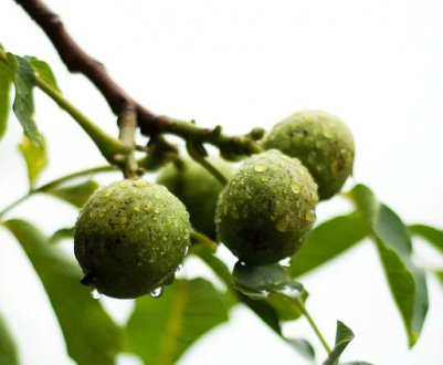 Обрізка волоського горіха