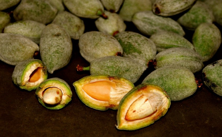 Зелений мигдаль Зелений мигдаль