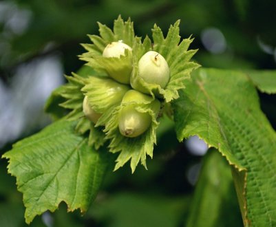 Як і чим підживити горіх фундук влітку
