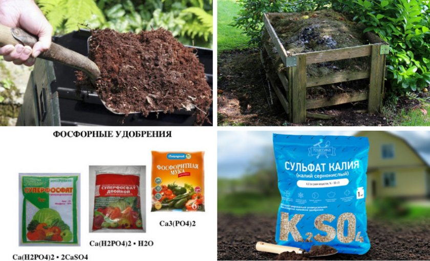 Удобрения для фундука летом Удобрения для фундука летом