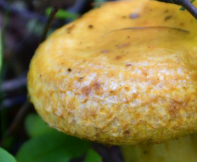 Жовтий Груздь, де і коли росте, як правильно збирати, властивості, можливу шкоду