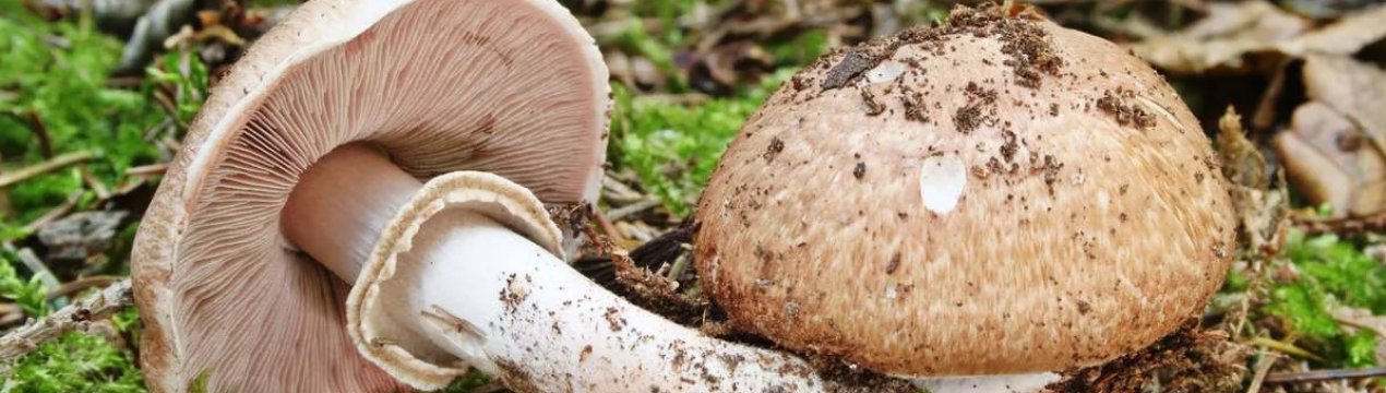 Особливості лісового печериці