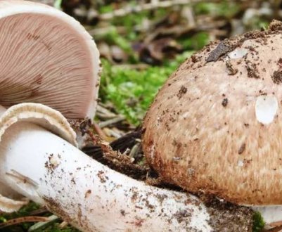 Особливості лісового печериці