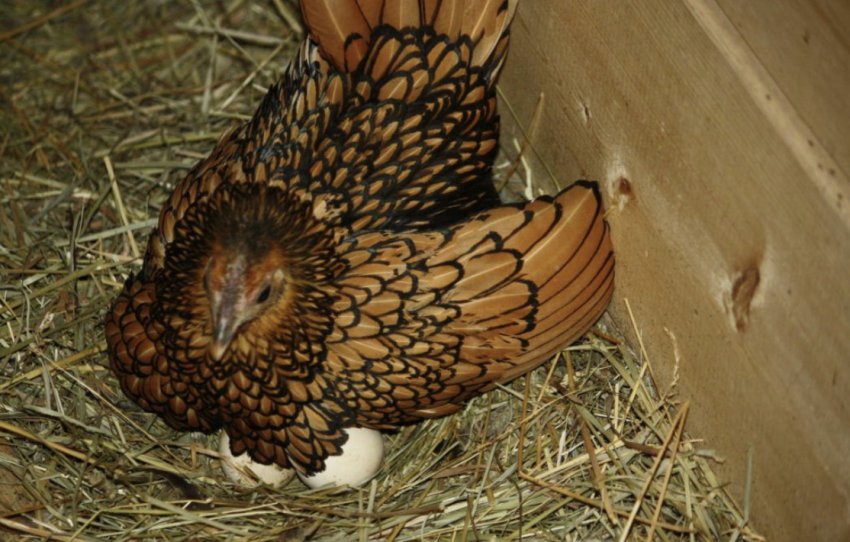 Курка-квочка